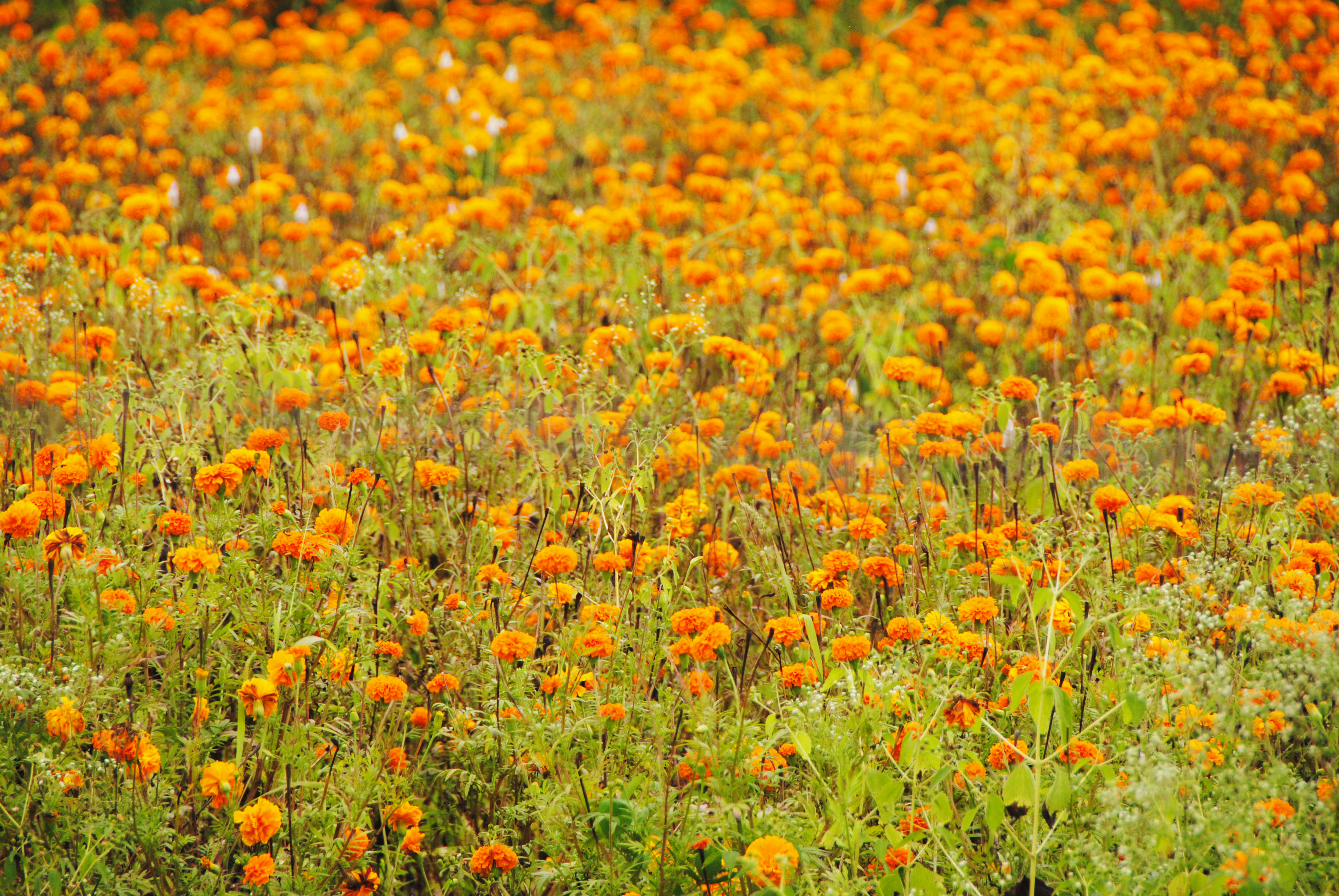 Vibrant Marigold Gold Long Necklace