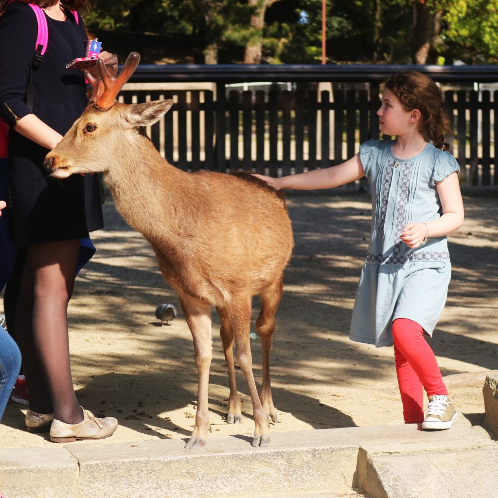 Nara IMG_6678